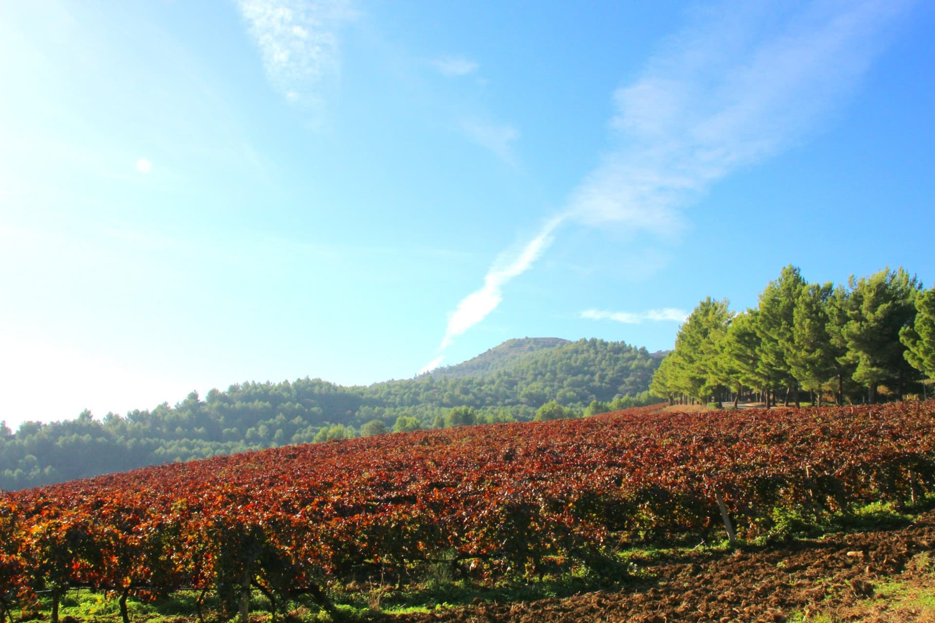 The vineyards on the hills, Abbazia Santa Anastasia